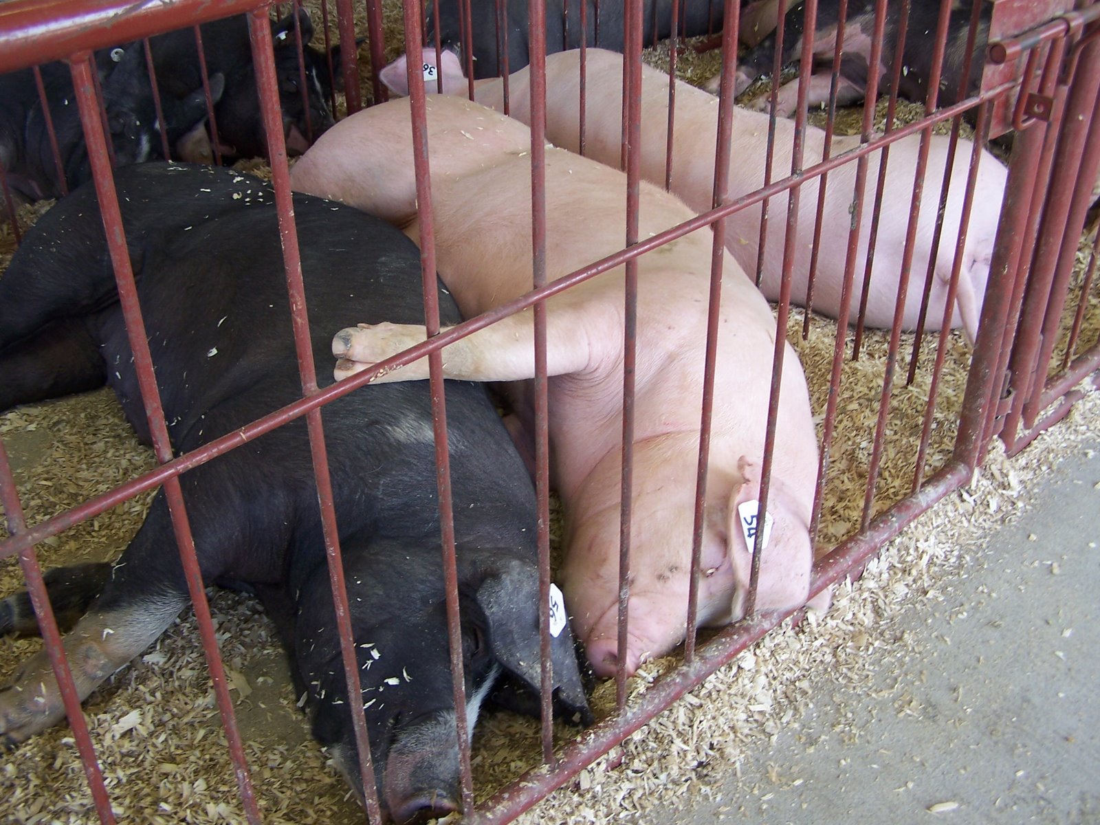 [Hancock+County+Fair+037.JPG]