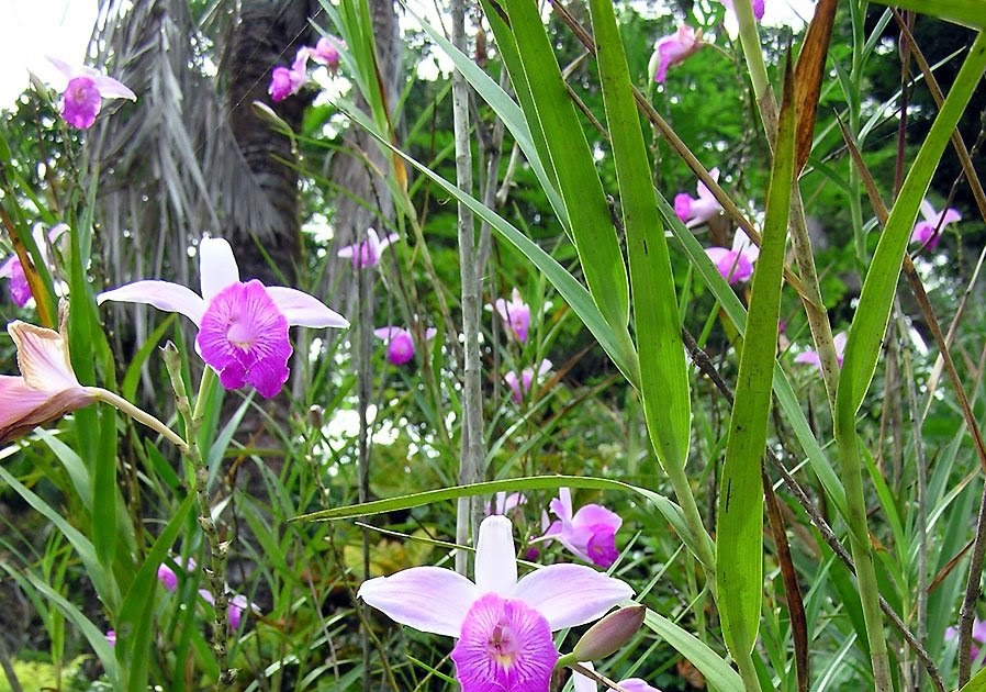 Do You Know About A Bamboo Orchid Orchids Orchid Flowers