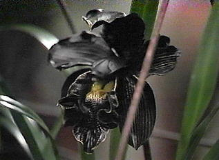 [Obrazek: black+orchid.jpg]