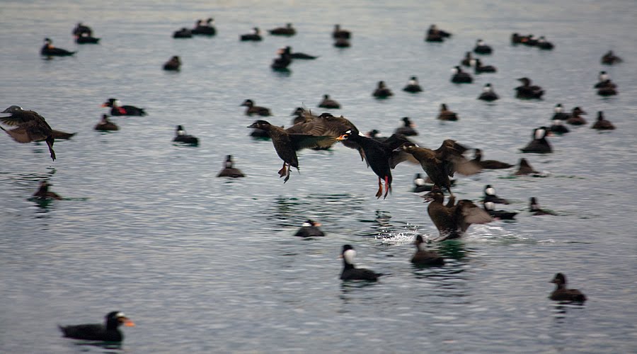 THE SPORTING LIFE CHESAPEAKE BAY BLAST AND CAST SEA DUCK HUNT WITH