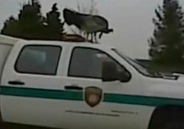 Wild Turkey Attacks Officer Car