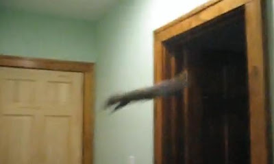 Crazy Flying Squirrel Trapped In House