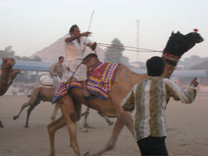 [latest-pushkar-mela-camel-race-picture.jpg]