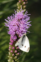 Cabbage White