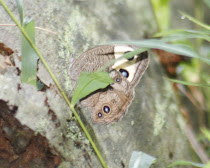 Common Wood Numph