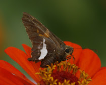 Silver Spotted Skipper