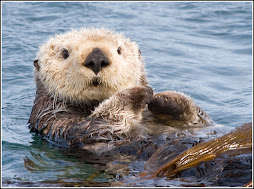 Otter:)