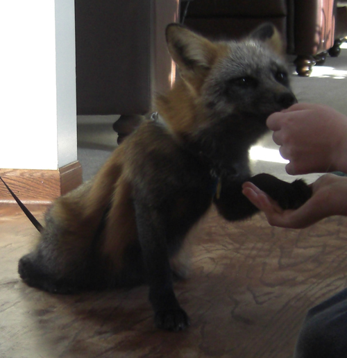 The Pet Fox 9 Essential Techniques for Training ANY Animal