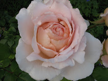 The Heritage Rose
