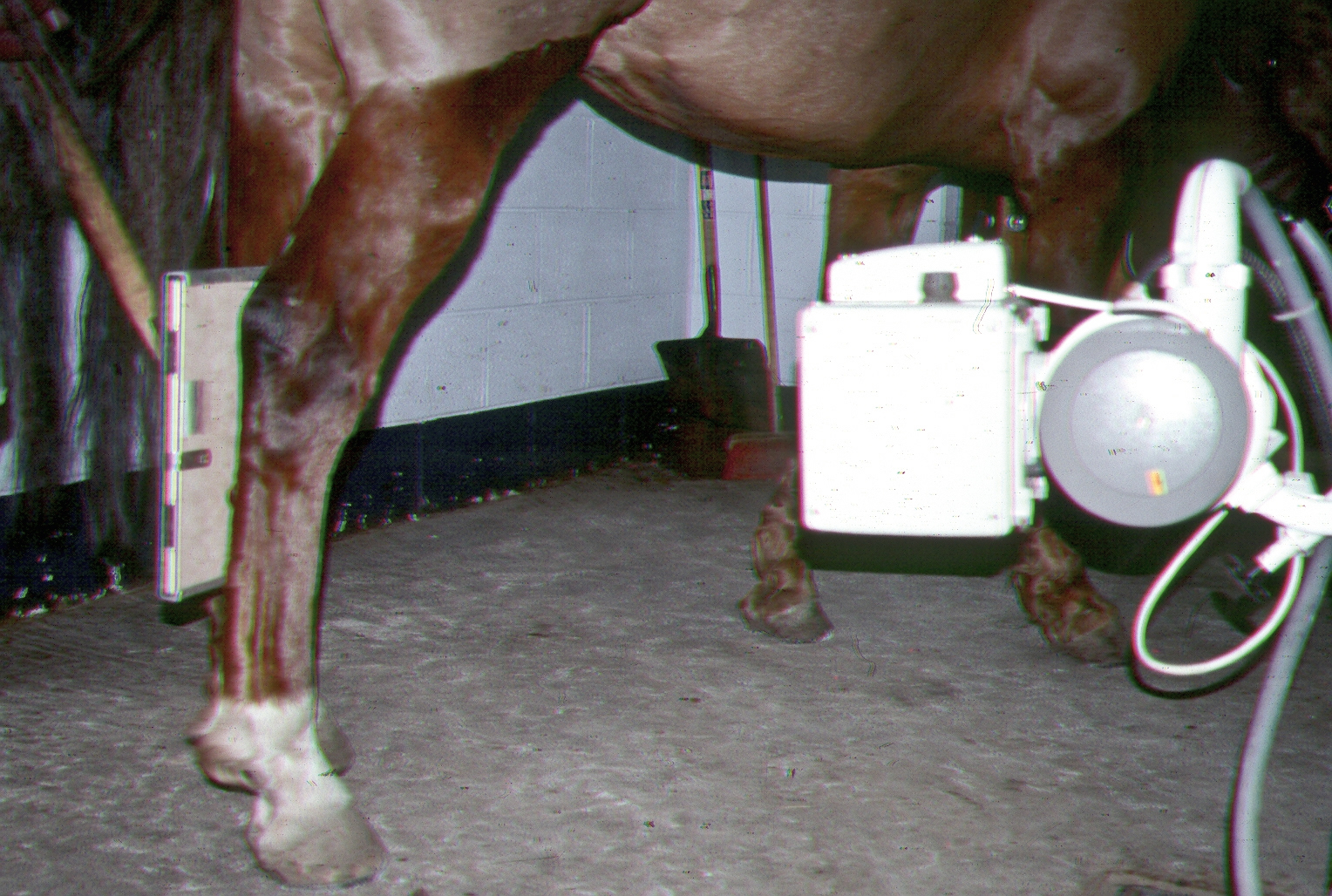 horse radiographs