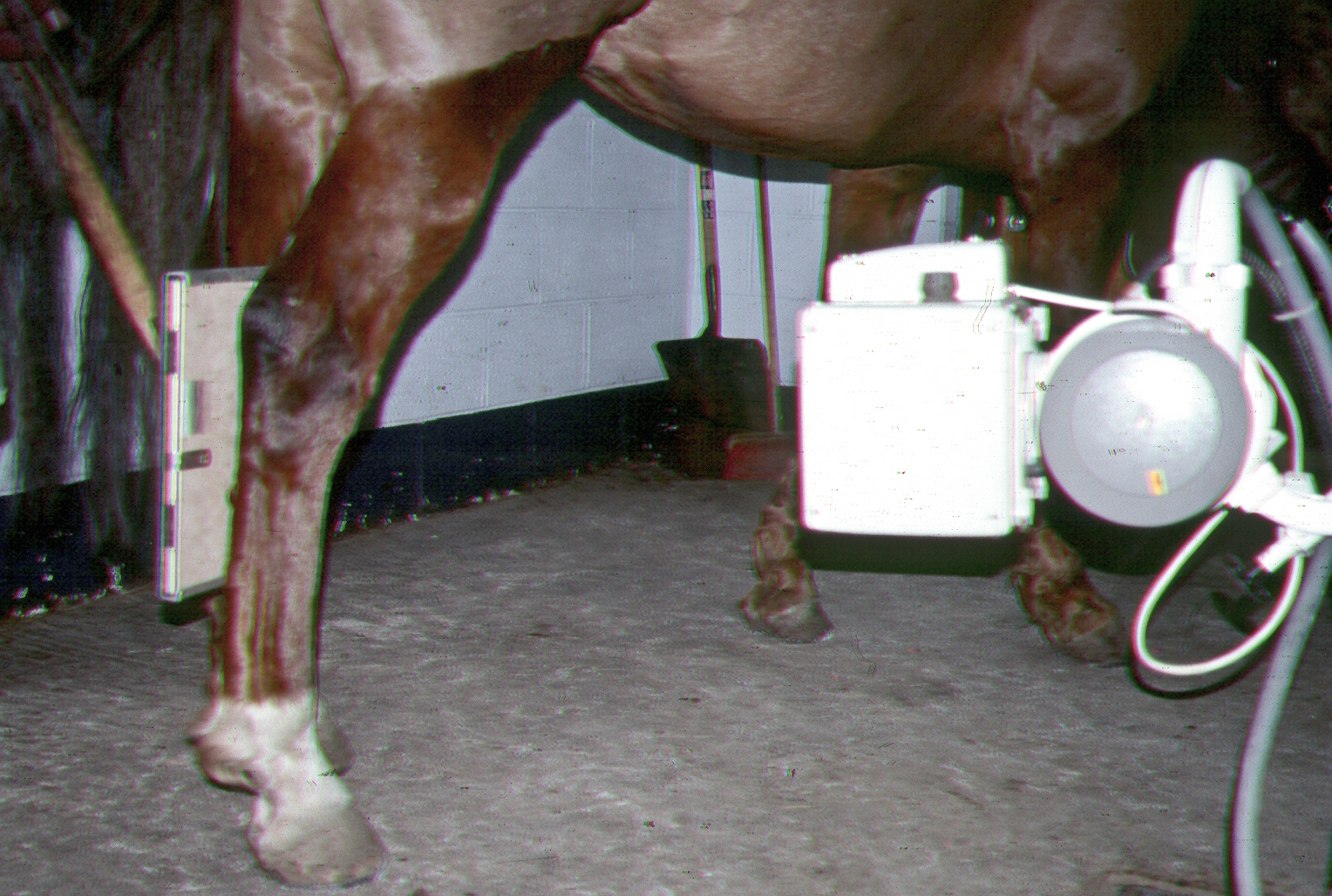Fran Jurga`s Hoof Blog News from Hoofcare + Lameness Tiludronate