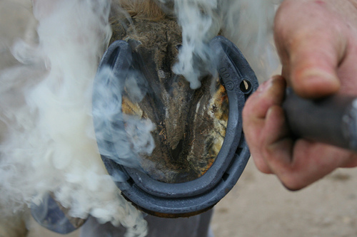 farrier training