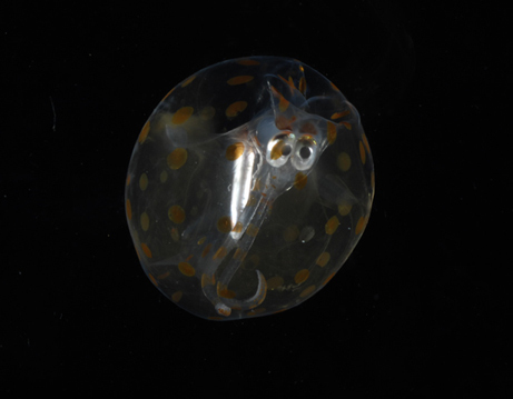 [deepsea3.jpg]