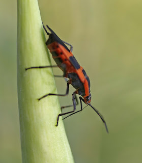 Secondary Consumer In Amazon Rainforest Secondary Consumer In Amazon Rainforest