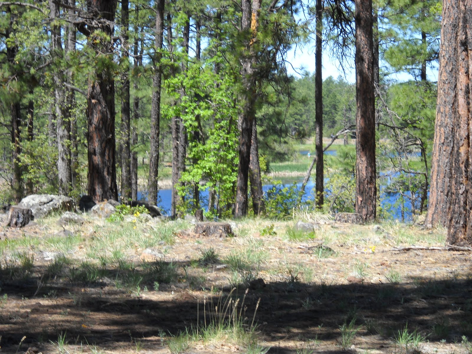 Moms Little Run Away Woodland Lake Park