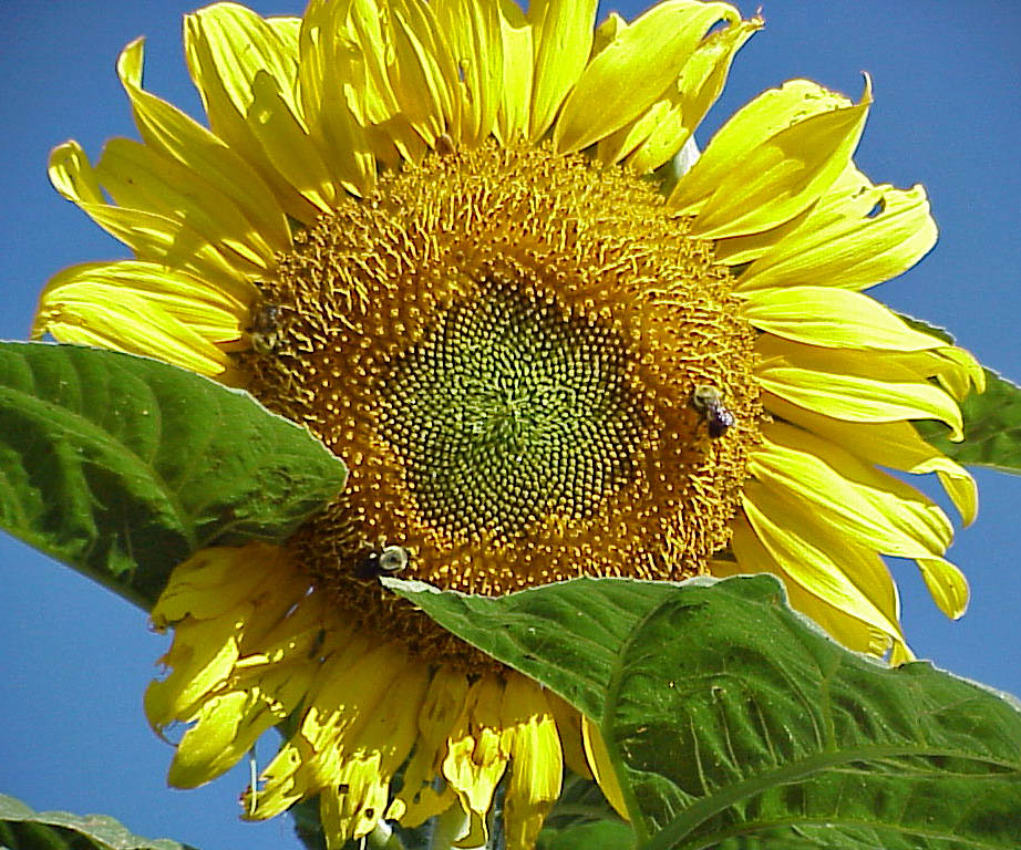 Prairie Handmade Sunflowers Open