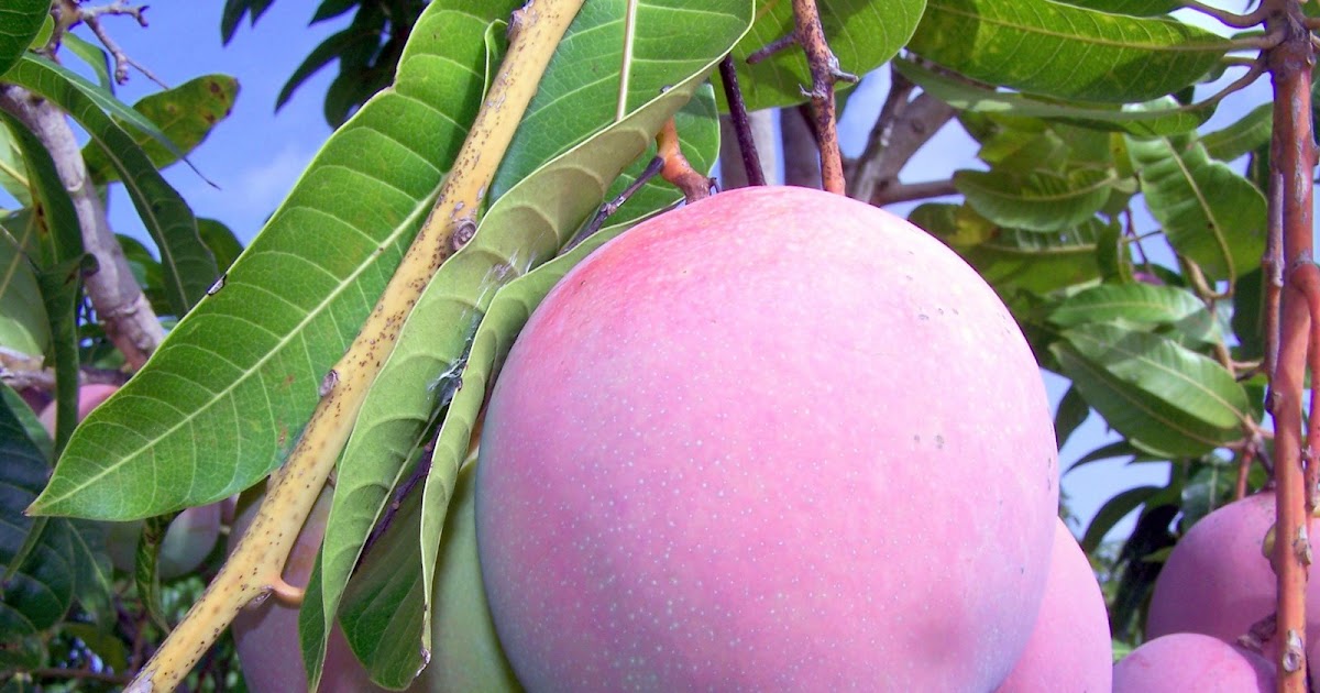 Pine Island, Florida Mango Season on Pine Island, Florida