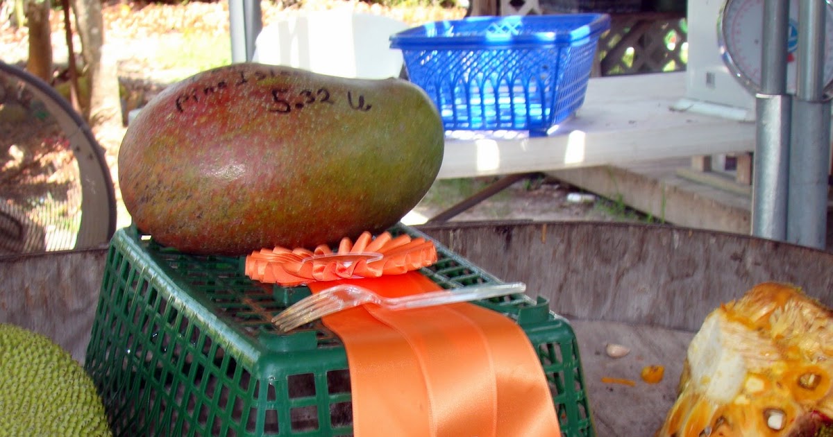 Pine Island, Florida Pine Island Prize Winning Mango