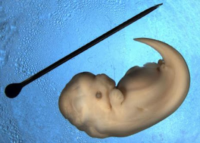 Dolphin Embryo