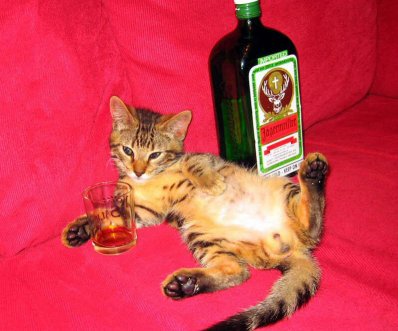 Cat has a glass of Jagermeister