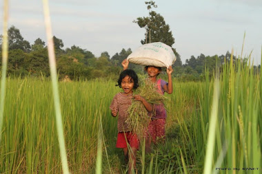 the  little girls back from rice field