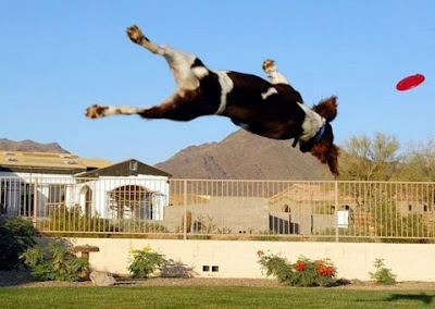 Dog Flip