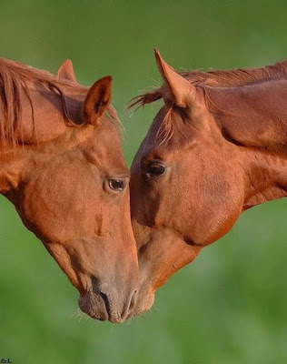 cute horses