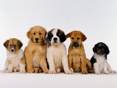 pictures of cute puppies and dogs. dogs,cute puppy kittens If