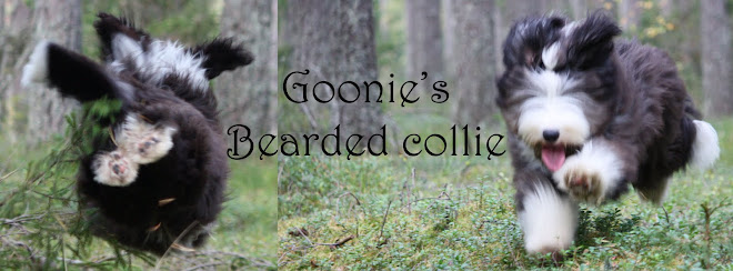 Goonie's Bearded collie