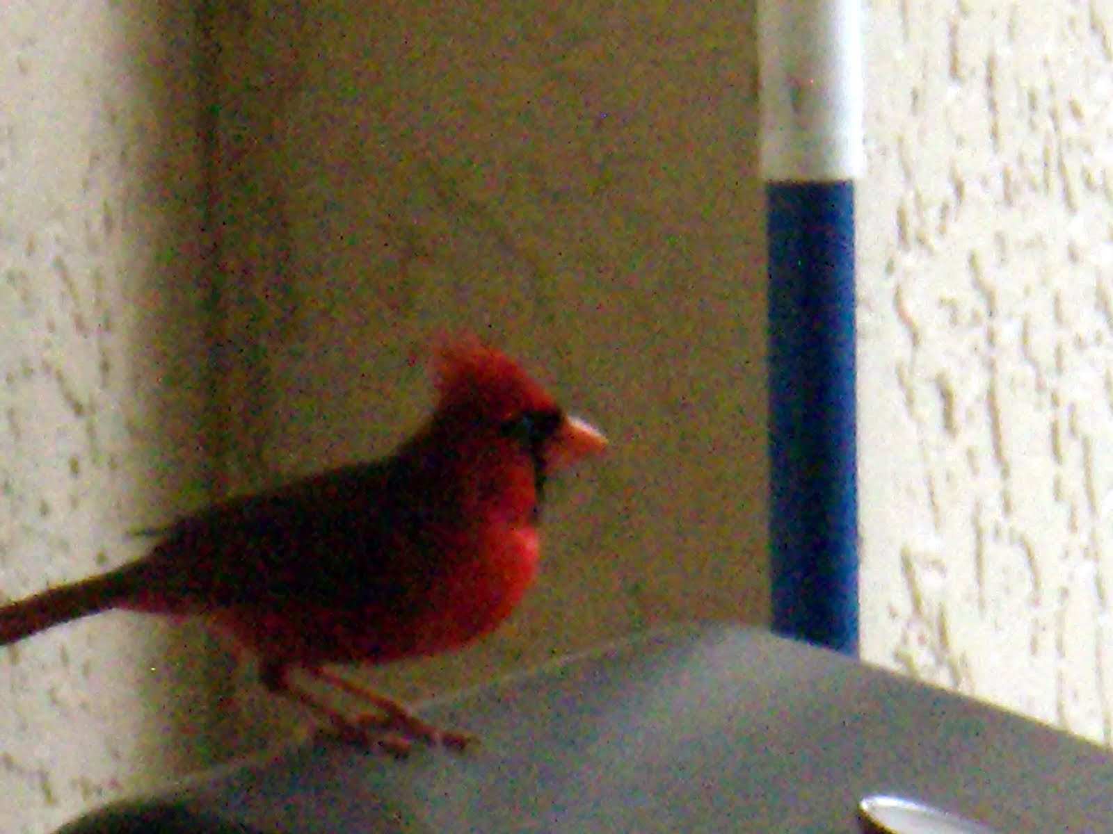 Red Jay Bird