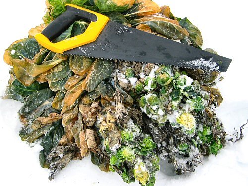 [win07_brussels_sprouts_winter_harvest.jpg]