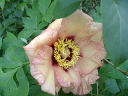 [peony.jpg]
