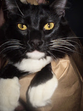 Calamity Sylvester