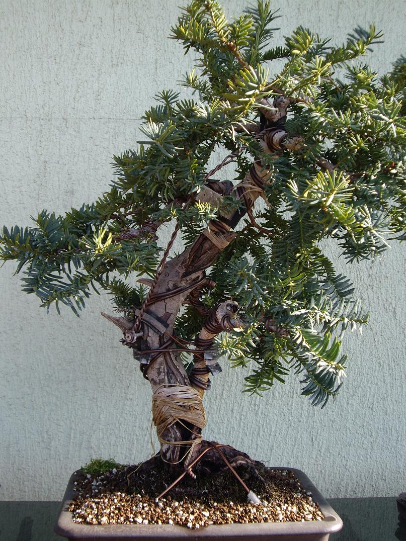 Guillem Juaneda: TEJO DE VIVERO