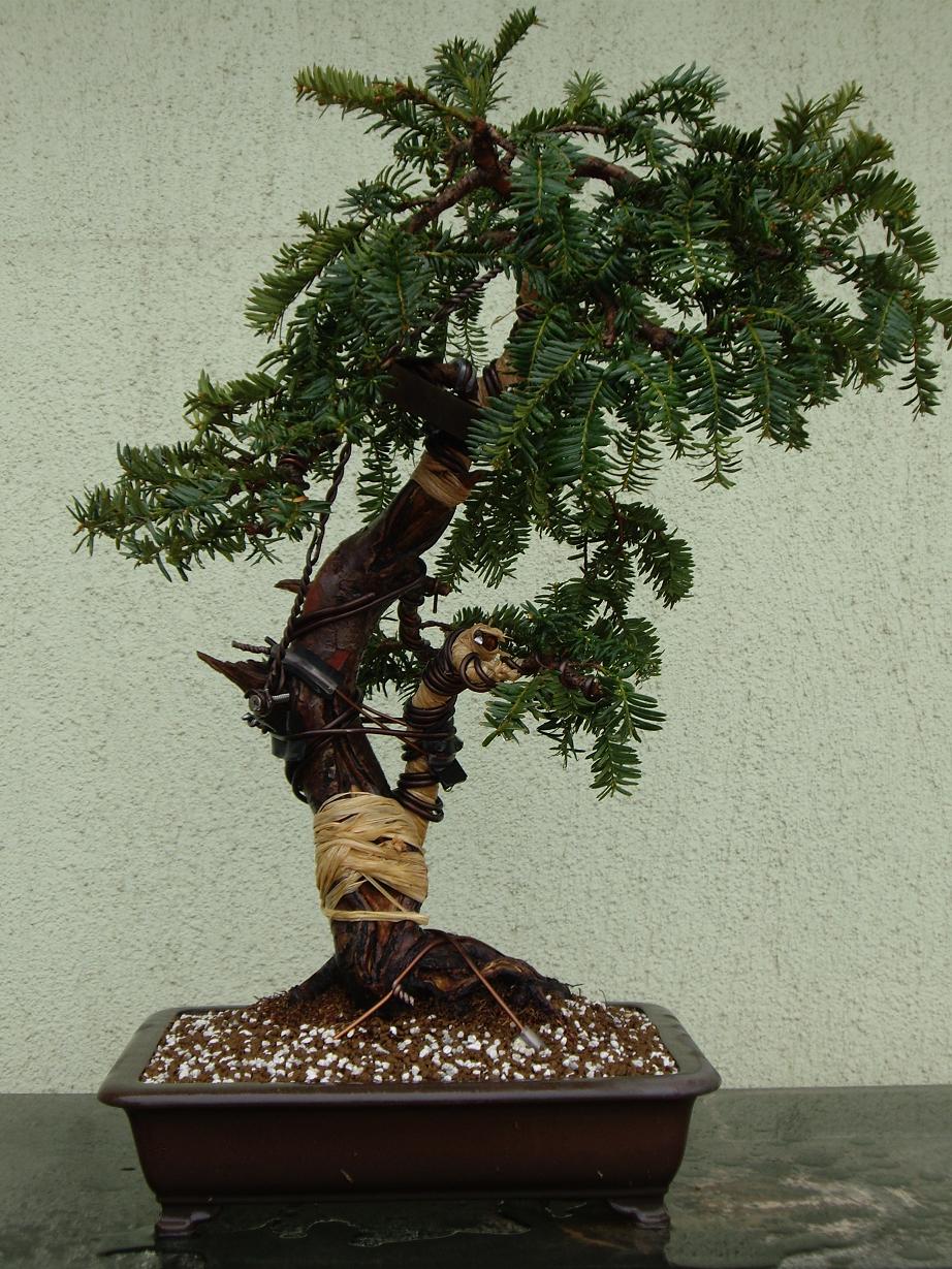 Guillem Juaneda: TEJO DE VIVERO