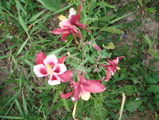 Suprise Columbines