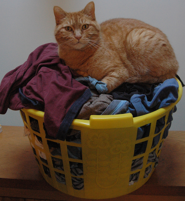 laundry-basket-cat-qBaz-Flickr.png