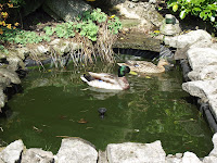 Caldertop Cottage Nature Diary: Ducks on the garden pond!