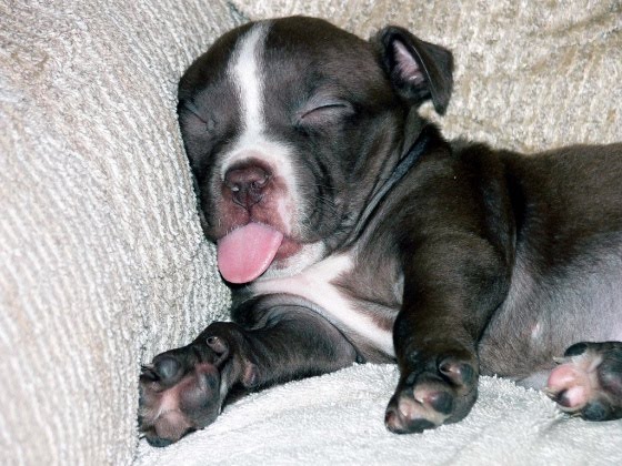 tiredpuppy1