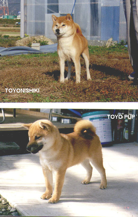 В ГУГЛ НАЙДЕТСЯ ВСЕ или японская собака на просторах интернета Toyonishiki