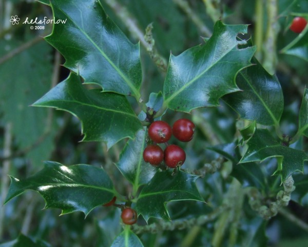 [Vogrie+-+Lush+holly+and+berries.jpg]