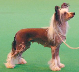 [cleo_crufts2007.jpg]