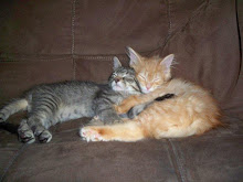 My Kittens Blog