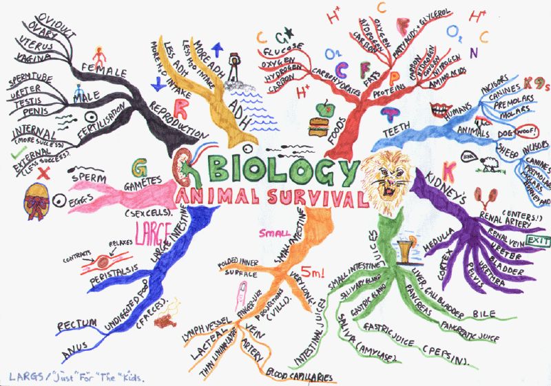 Mapa Mentales