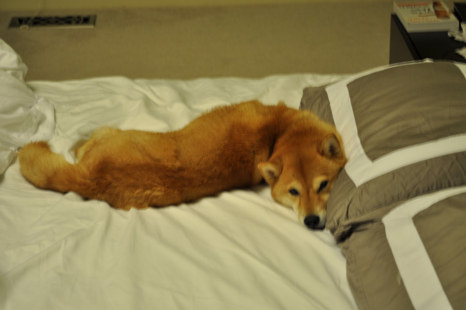 neck broken shiba looks inu comfortable