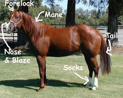 horse with labels