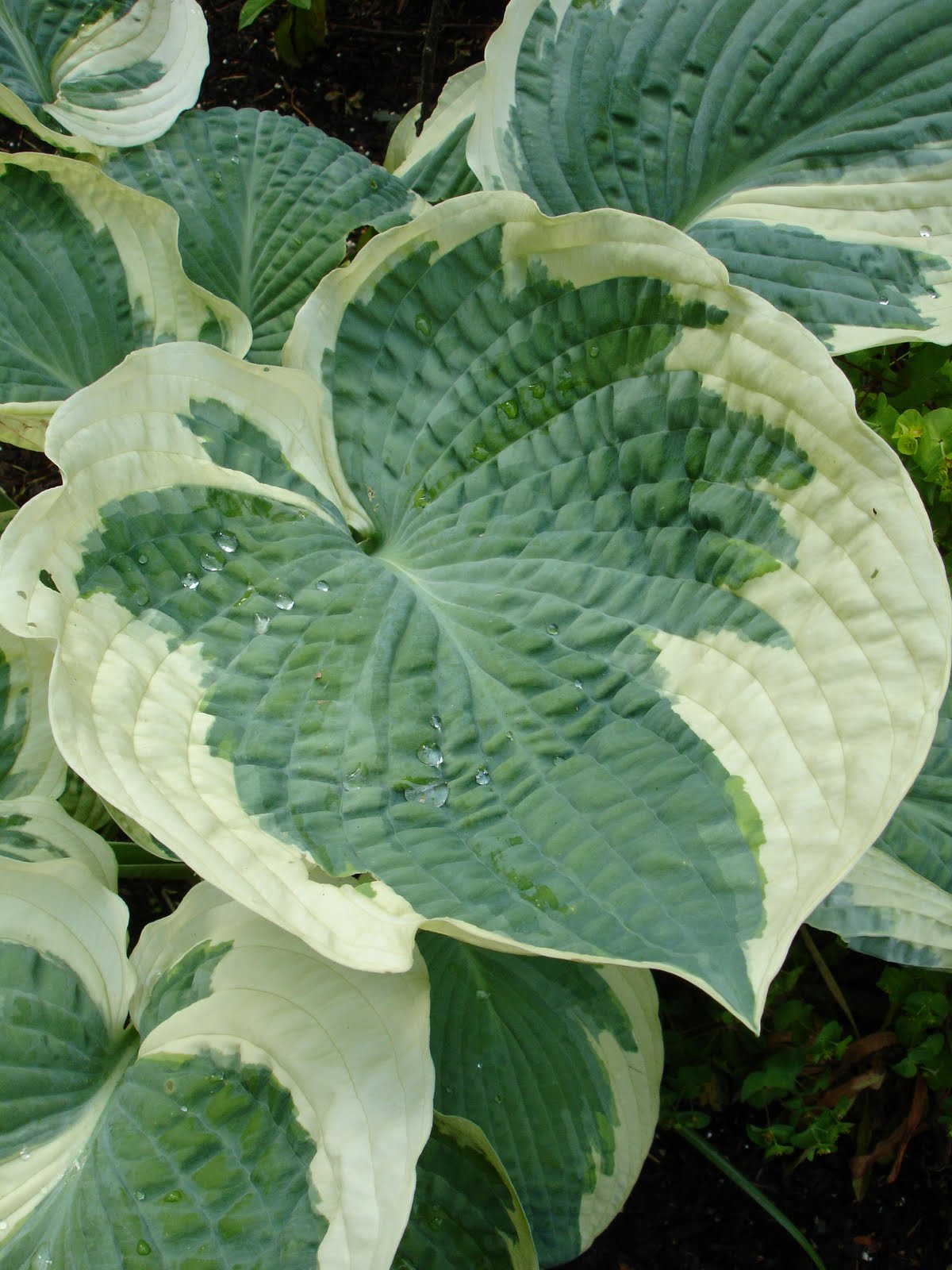 Daniel Mount Gardens January 2011