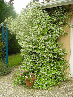 Jasmine intelligence overview