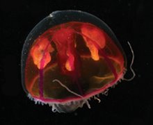 [72_109_censo_vida_marinha_imagem001.jpg]