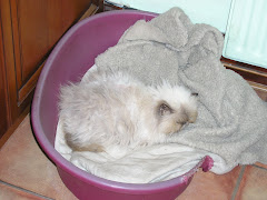 My feline mother